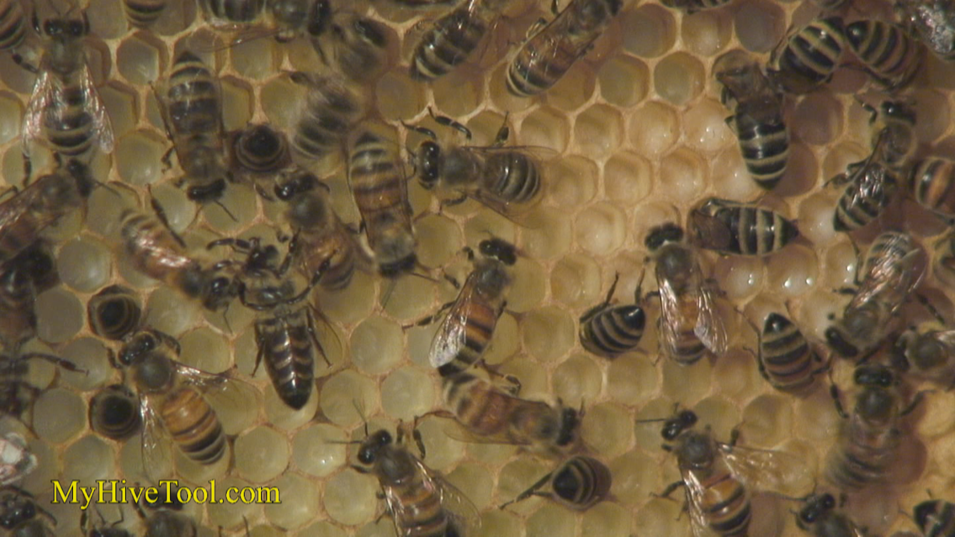 Brood: Eggs, Larvae, and Pupae-video