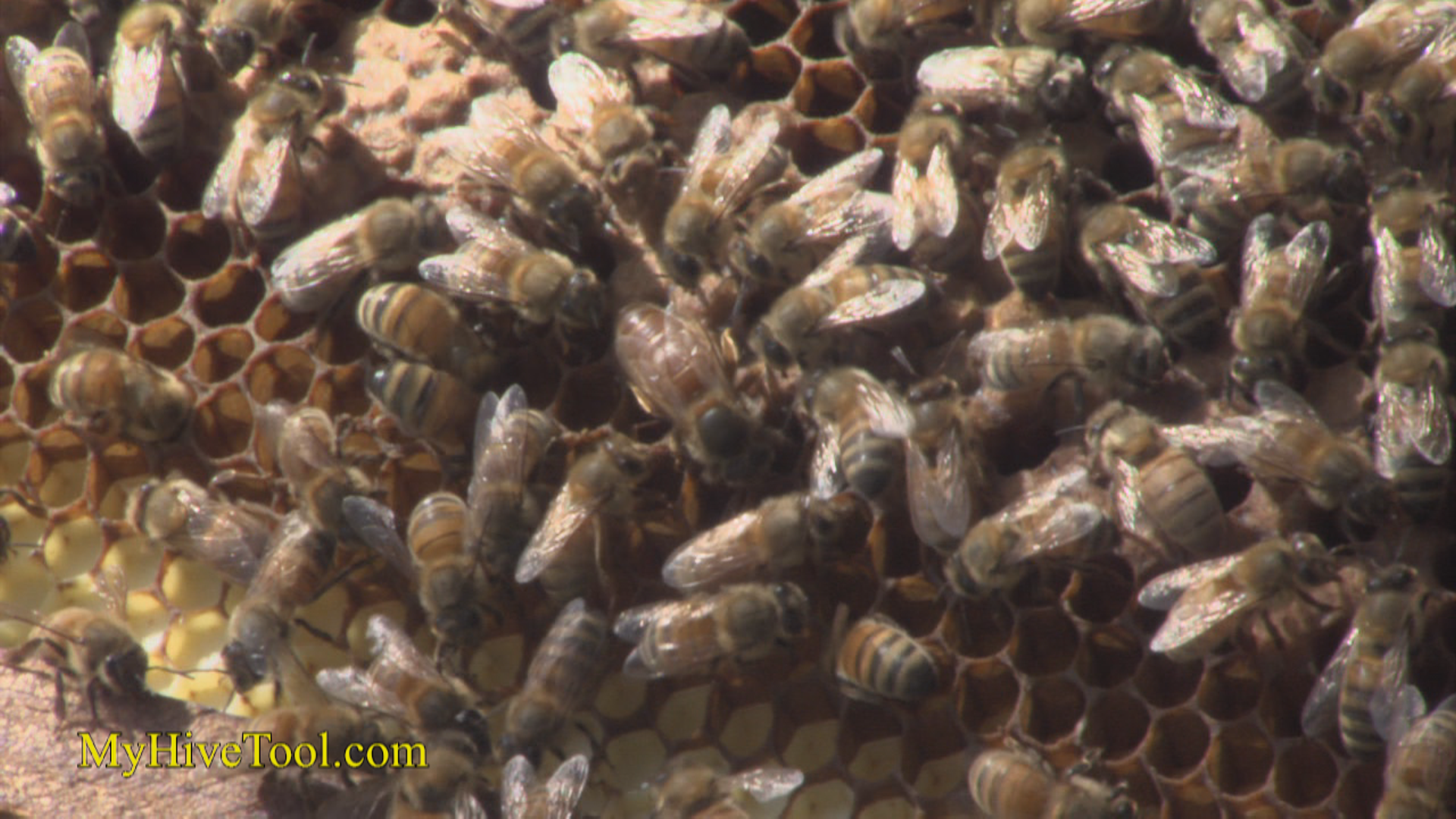 The Honey Bee Queen-video